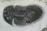 Thysanopeltis Trilobite - Issoumour, Morocco #153971-2